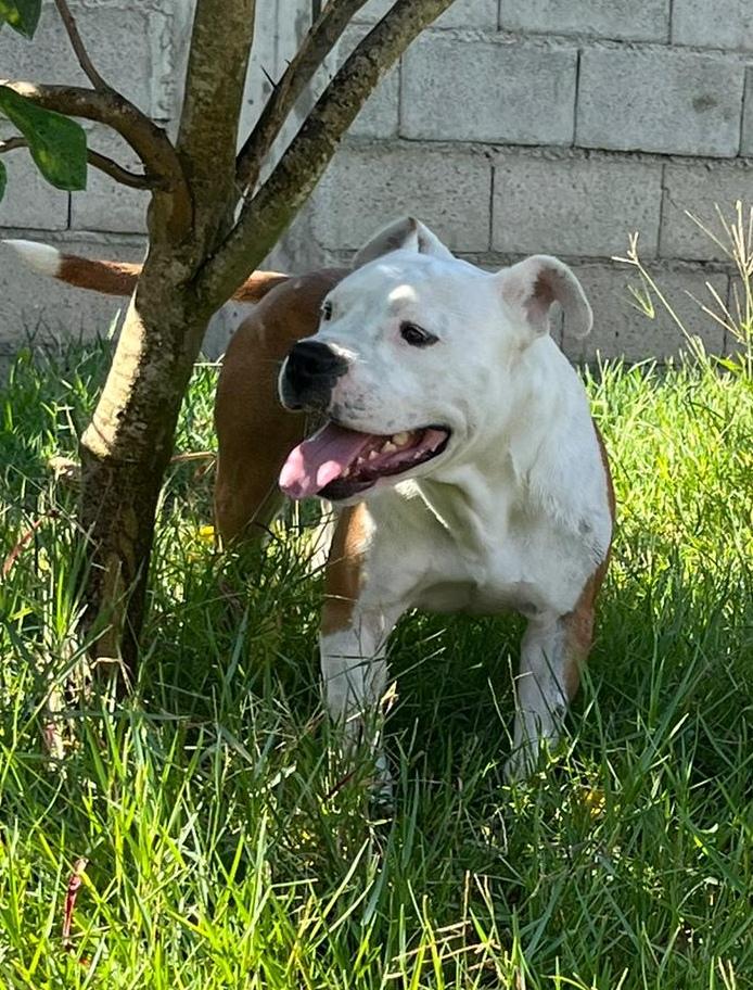 Capa Ianca Toppax | American Staffordshire Terrier 