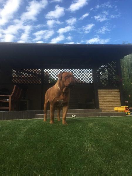 Corsair Donnerkraft | Dogue de Bordeaux 