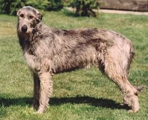 Simon von der Oelmühle | Irish Wolfhound 