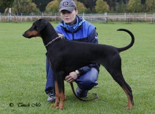 Enjoy v.d. Burgstätte | Black Doberman Pinscher