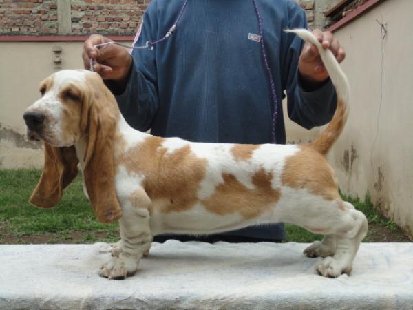 Lomarol Hounds Layla | Basset Hound 