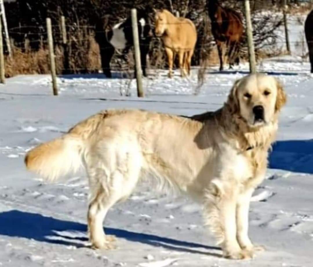 Starlits Gunner of Elbrus | Golden Retriever 