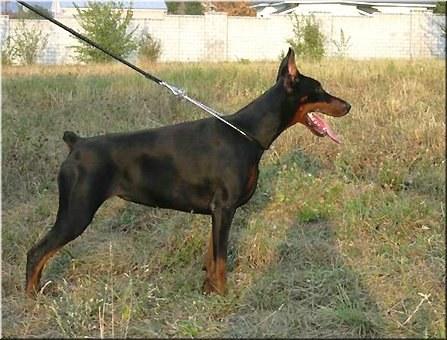 Bea Belissima Piligrimas | Black Doberman Pinscher