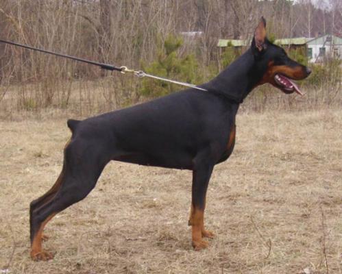 Decora Destiny Piligrimas | Black Doberman Pinscher