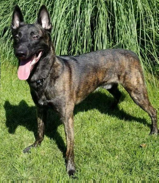 Atreyu vom Gluckenhaus | Dutch Shepherd 