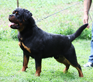 Jocker Lions of Pliva | Rottweiler 