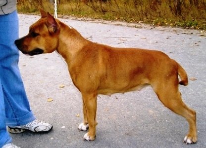 Alvart Dia Yasna Pani Chebens Tebel | American Staffordshire Terrier 