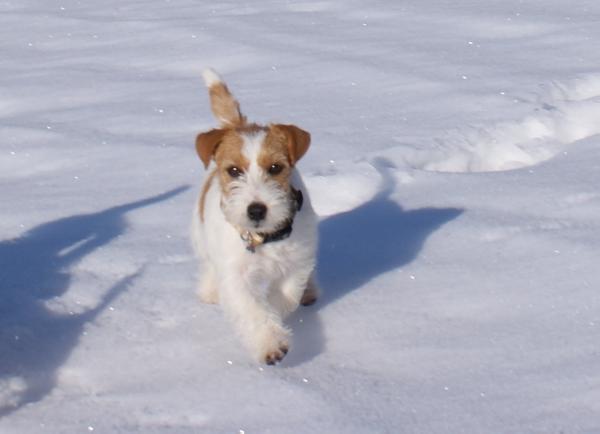 Celebration Victory Garden | Jack Russell Terrier 