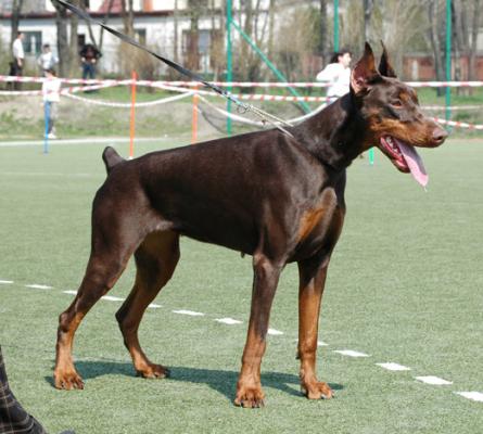 Diva Divine Piligrimas | Brown Doberman Pinscher