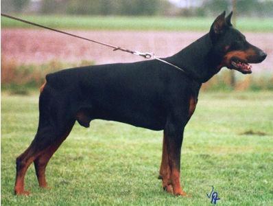 Baron v. Schwarzen Engel | Black Doberman Pinscher