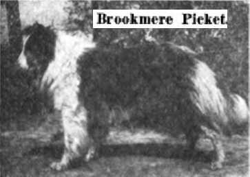 Brookmere Picket | Rough Collie 