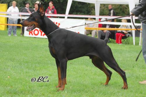 Larus del Mediano | Black Doberman Pinscher