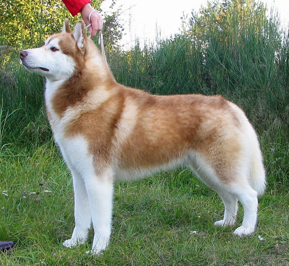 Kirkuk de Ciukci | Siberian Husky 