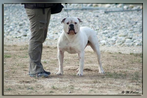 Lulu's Bombon | American Bulldog 