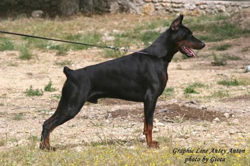 Graphic Line Antey Anton | Black Doberman Pinscher