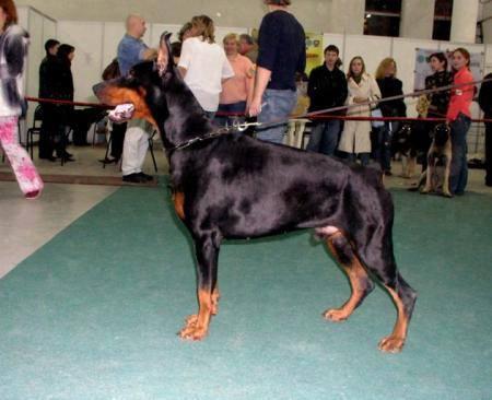 Sergius-Aleksandrija Amadeus | Black Doberman Pinscher