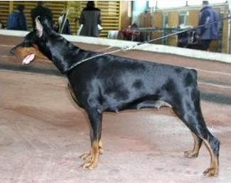 Sergius-Aleksandrija Ariadna | Black Doberman Pinscher