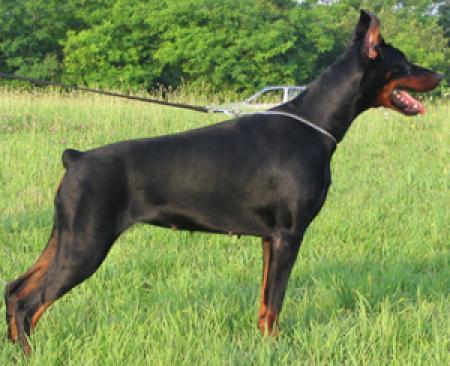 Italy del Nasi | Black Doberman Pinscher