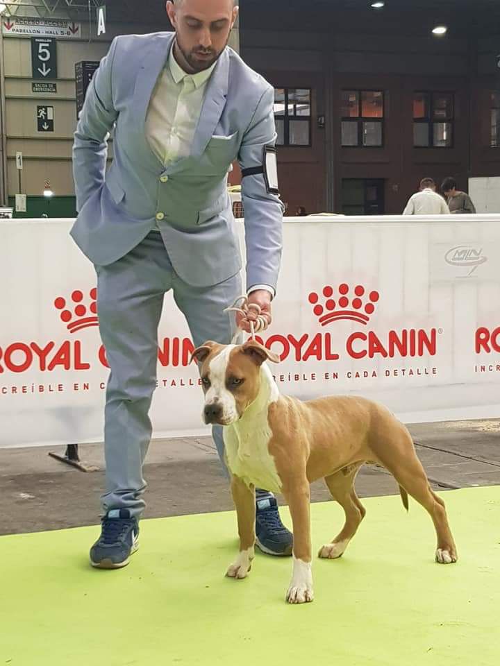 Cans Juansa Rey Leon | American Staffordshire Terrier 