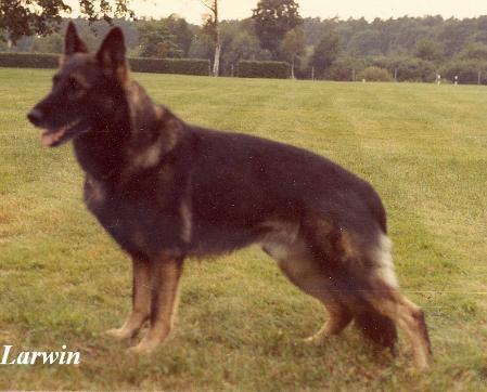 Dino aus der Lessingstadt | German Shepherd Dog 