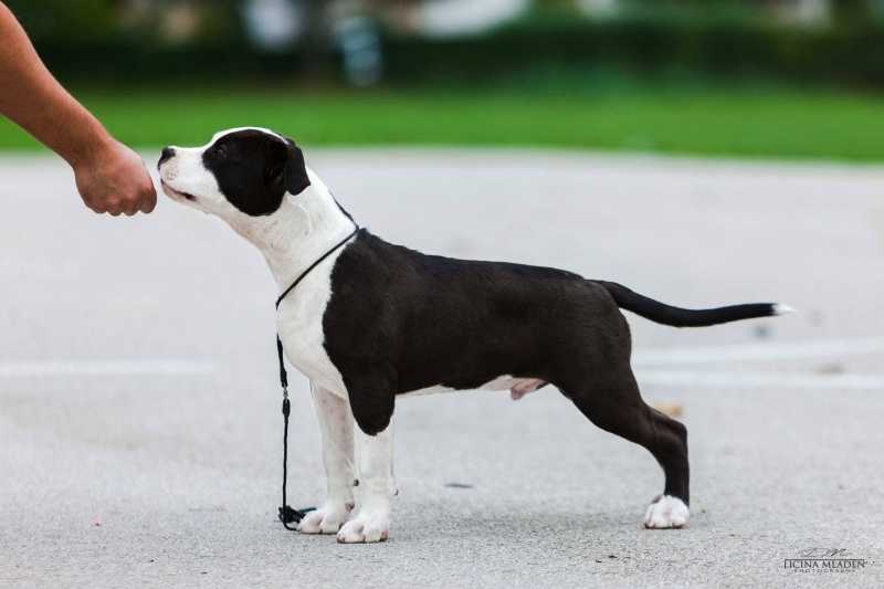 MysticStaff JIMMIE JUMP | American Staffordshire Terrier 