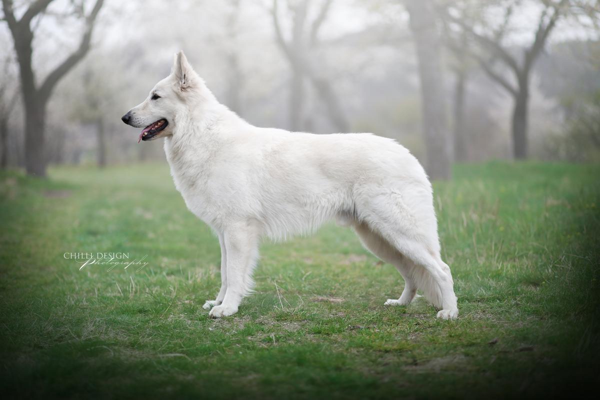 Viking King z Rance Montara | White Swiss Shepherd Dog 