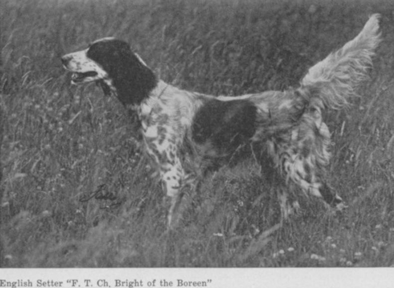 Bright of the Boreen | English Setter 