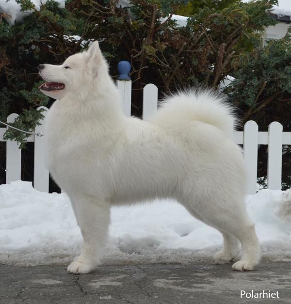 Dr. Wolf Set Alice IN Wonderland | Samoyed 