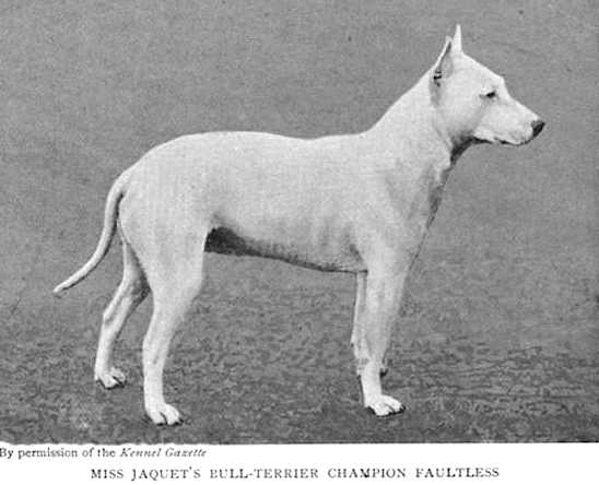 Faultless (Miss Jaquet's) | Bull Terrier 