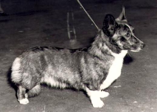 Baileswood Blodeuwed | Cardigan Welsh Corgi 