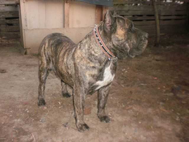 Foya doramus amata | Perro de Presa Canario 