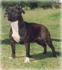 Borstaff Peachs N Cream | Staffordshire Bull Terrier 