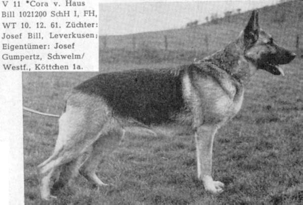 Cora vom Haus Bill | German Shepherd Dog 