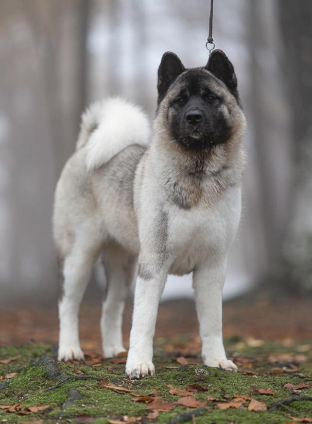 Memole Sweet Empress of the Elves | Akita 