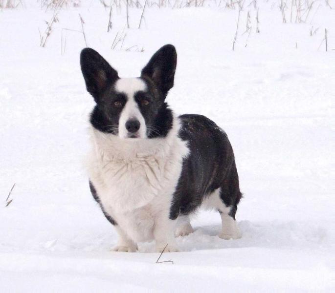 Nammu Dellbenq | Cardigan Welsh Corgi 