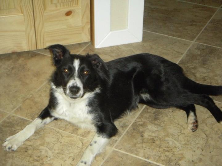 Hardrock Rip ABC 328692 | Border Collie 