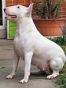 Credetta Candido | Bull Terrier 