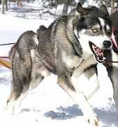 Zogoskin Danya Of Thunderfeet | Siberian Husky 