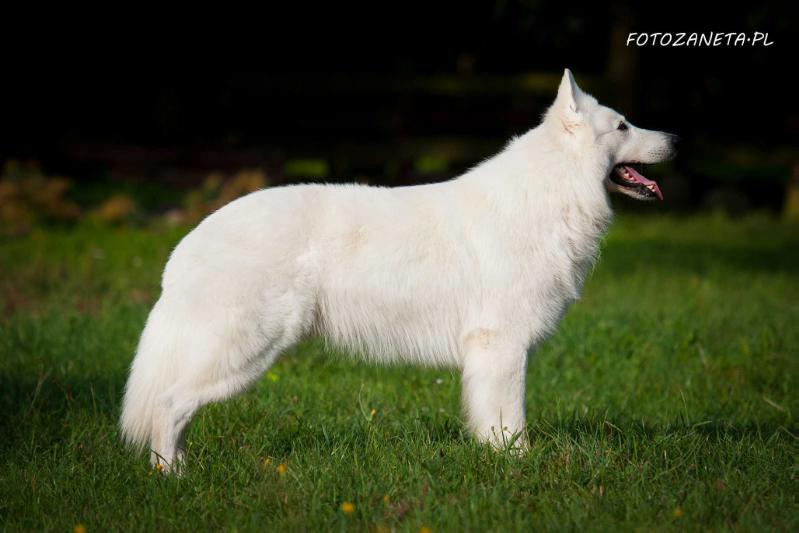 Hungarian Avalanche BOTHA | White Swiss Shepherd Dog 