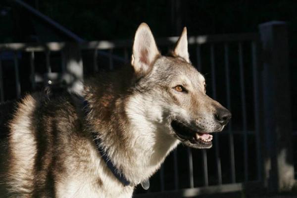 Crying Wolf Forrest | Czechoslovakian Wolfdog 