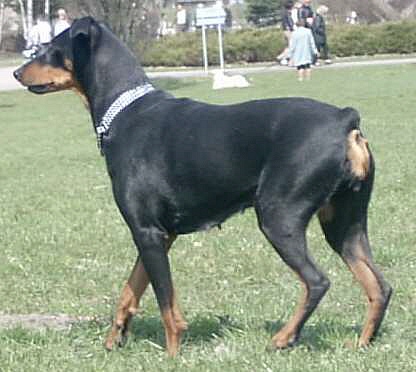 JOGA-PSOTKA z Glebi Kortu | German Pinscher 