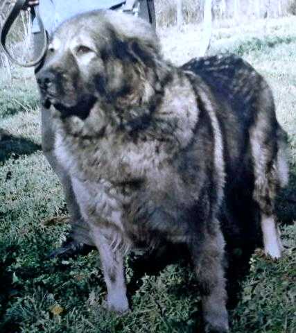 Linda | Yugoslavian Shepherd Dog-Sarplaninac 