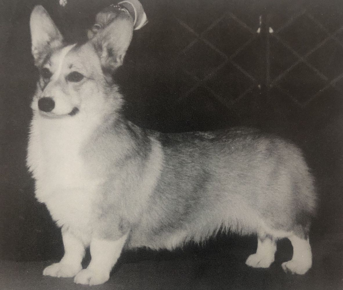 Corgard Foxway Crystal Image | Pembroke Welsh Corgi 