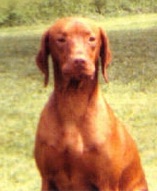 Taunee's Loki Santana | Hungarian Vizsla 