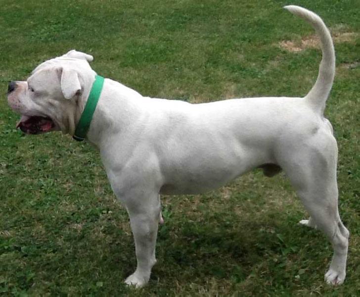 Rose's Mr Lucky of Valor | American Bulldog 