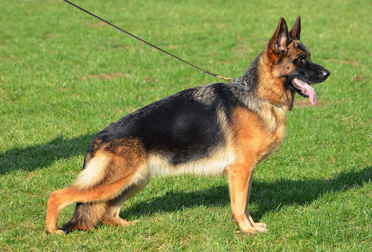 Mia Kevin Timeless | German Shepherd Dog 