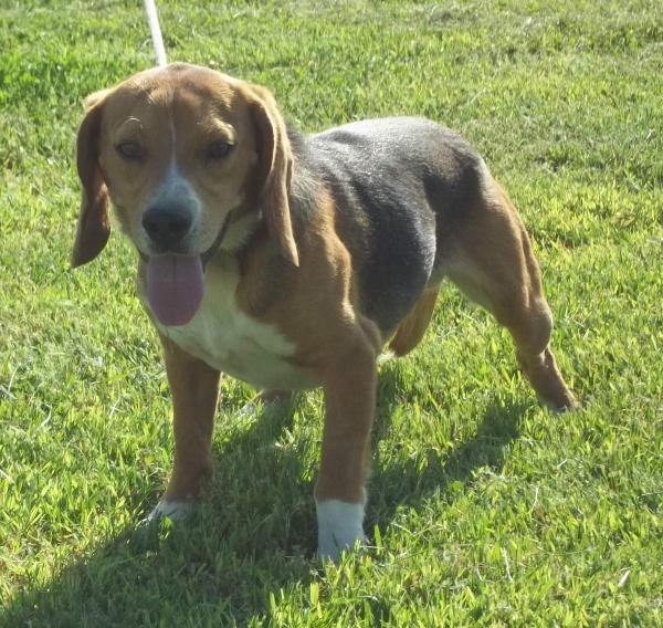 Triestch's Little Joe | Beagle 