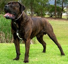 Itacor Cougar | Cane Corso 