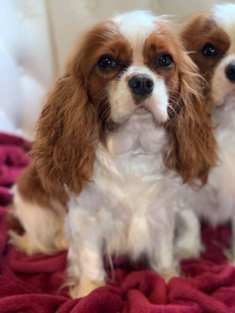 Mountainview The Fourth Kind | Cavalier King Charles Spaniel 