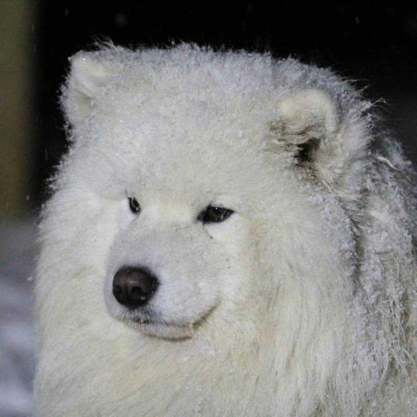 MULTI SMILE Arctik Bear | Samoyed 